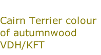 Cairn Terrier colour of autumnwood VDH/KFT